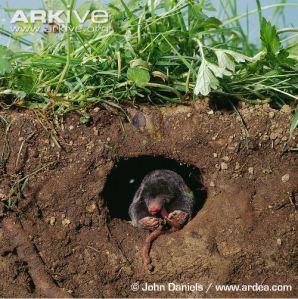 European-mole-at-entrance-to-tunnel-feeding-on-earthworm